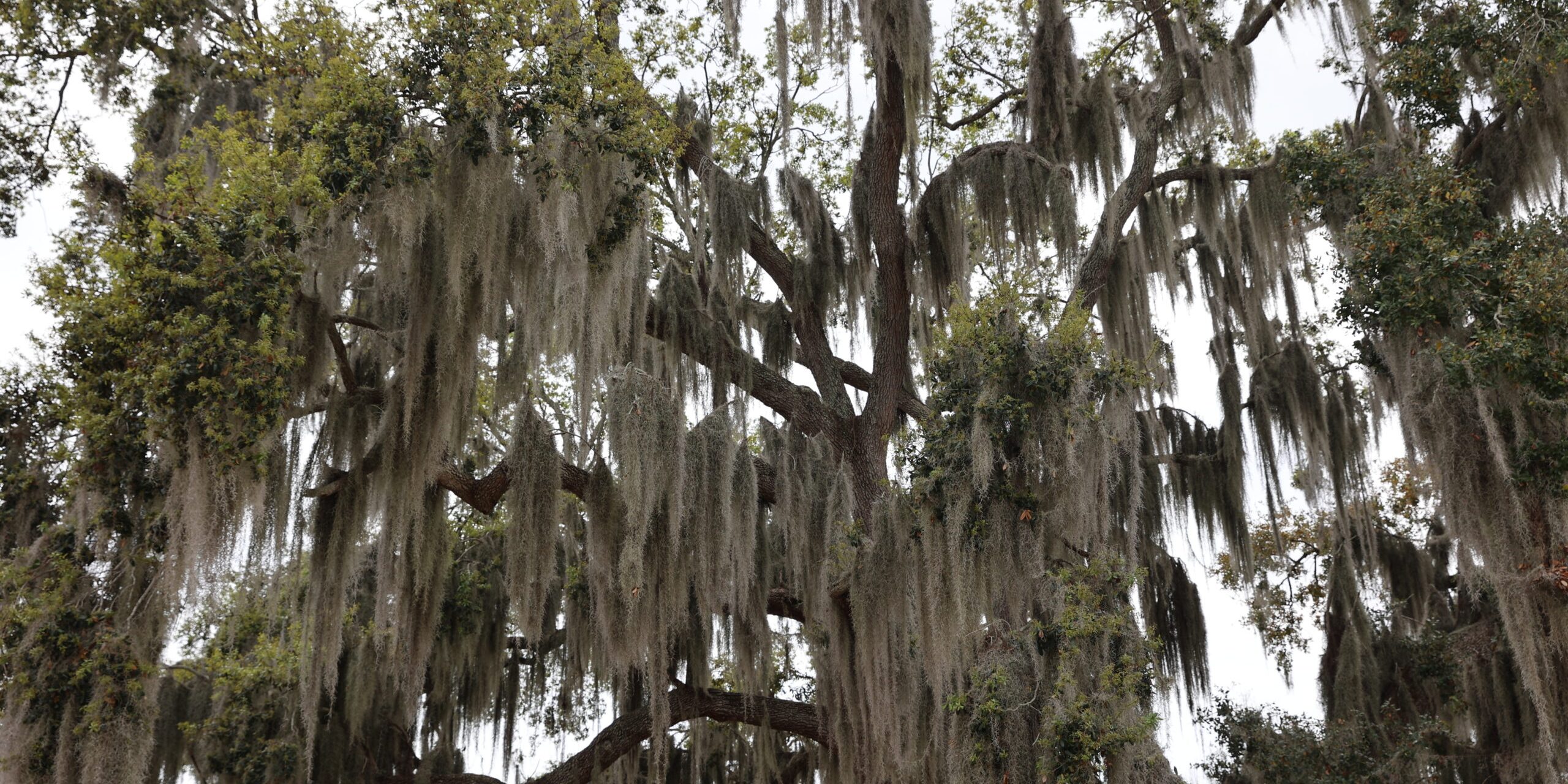 Osceola Tree Spanish Moss